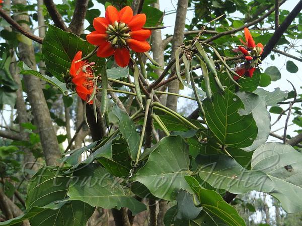 erythrina-subumbrans-december-tree